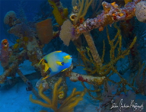 This image was taken during a dive on the Vulcan Bomber, ... by Steven Anderson 